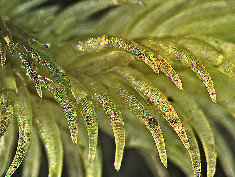 https://www.nzplants.auckland.ac.nz/en/about/mosses/native-species/leucobryaceae/leucobryum-javense.html